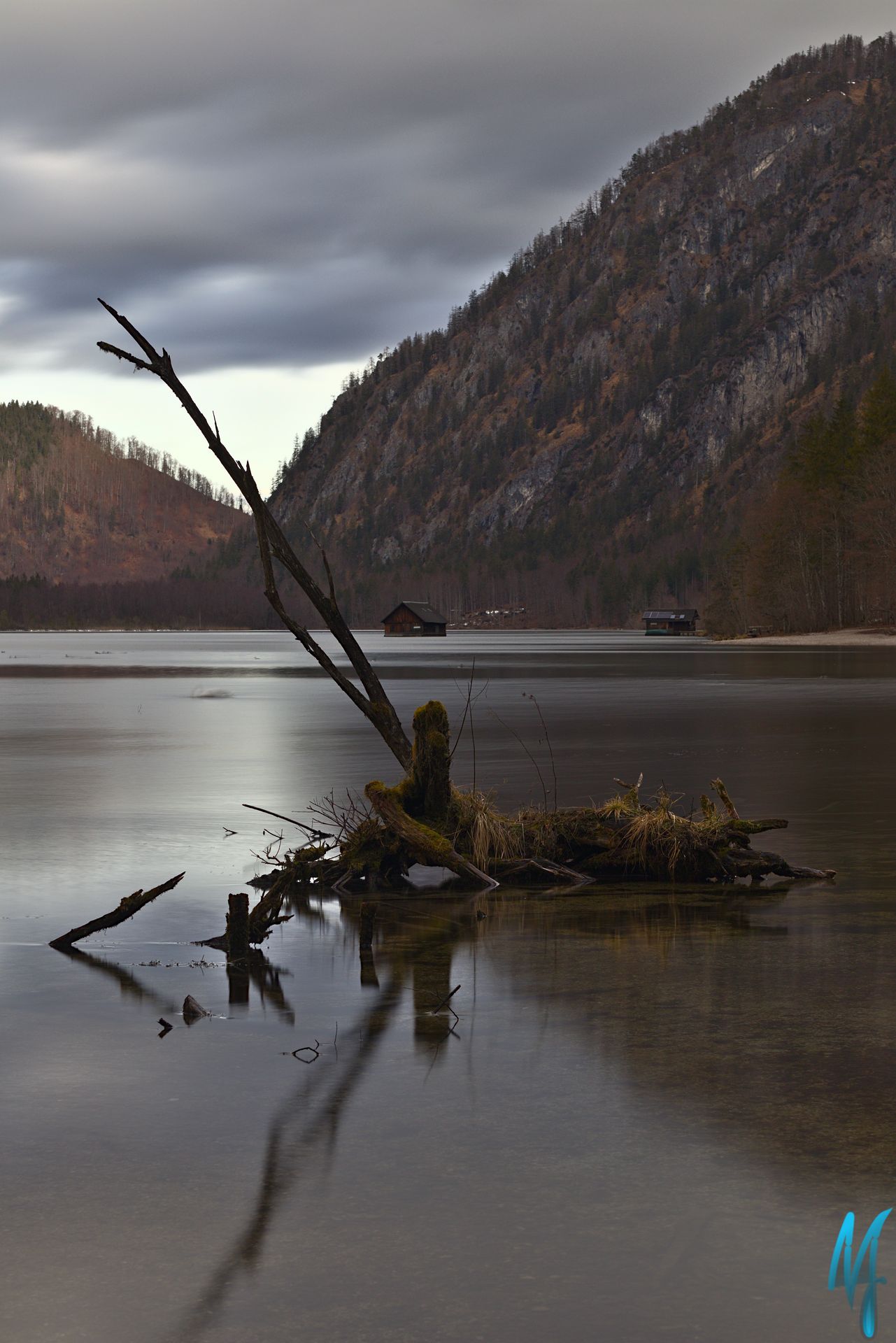 Wurzel im Almsee