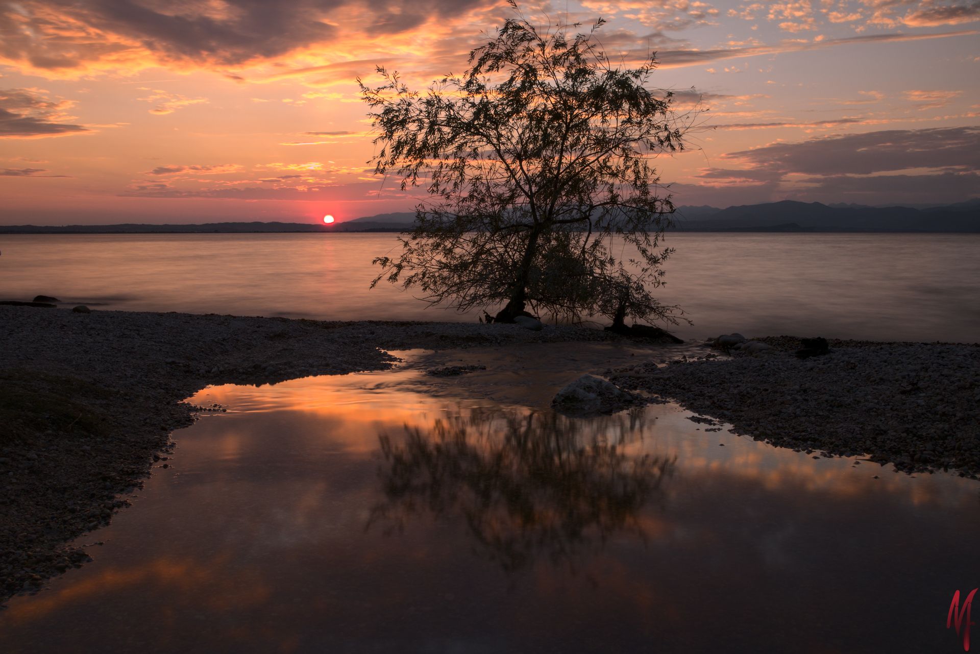 Baum am Gardasee bei Sonnenuntergang