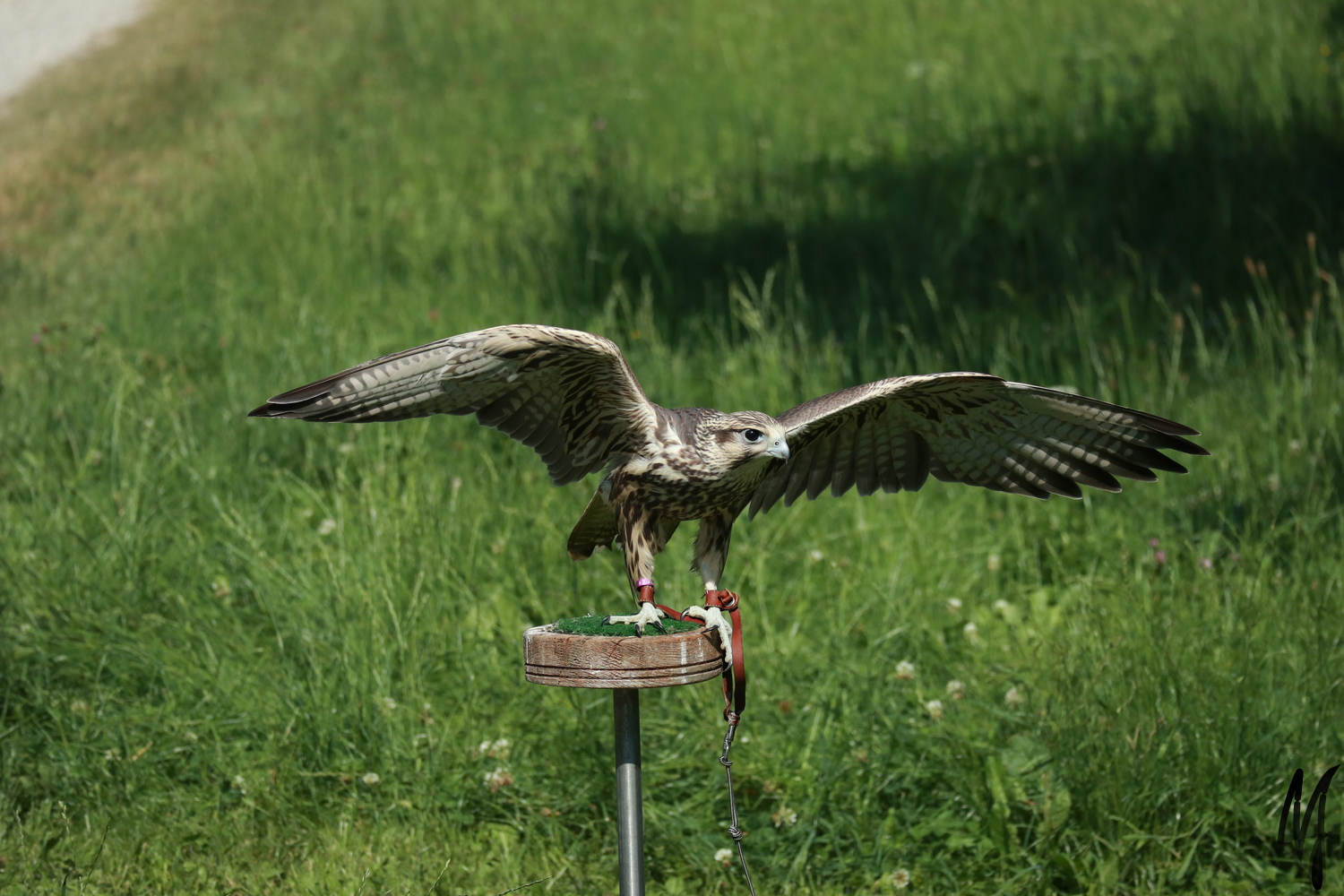 Gerfalke