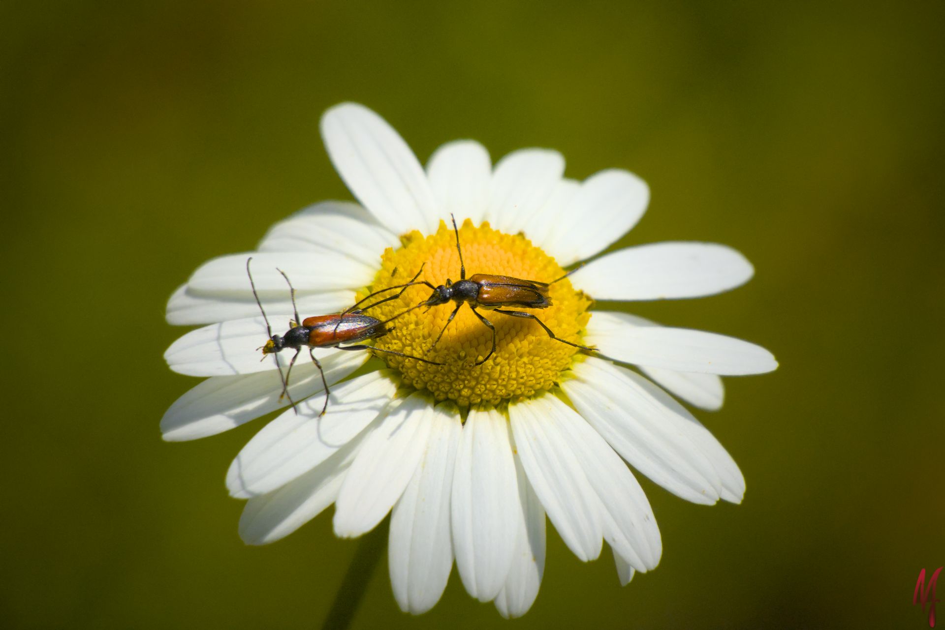 Weibchen und Männchen des kleinen Schmalbock
