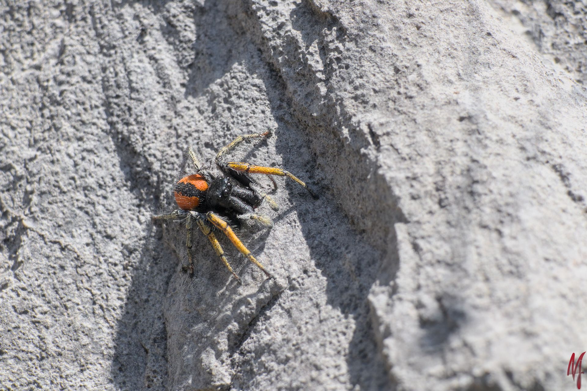 Goldaugenspringspinne 