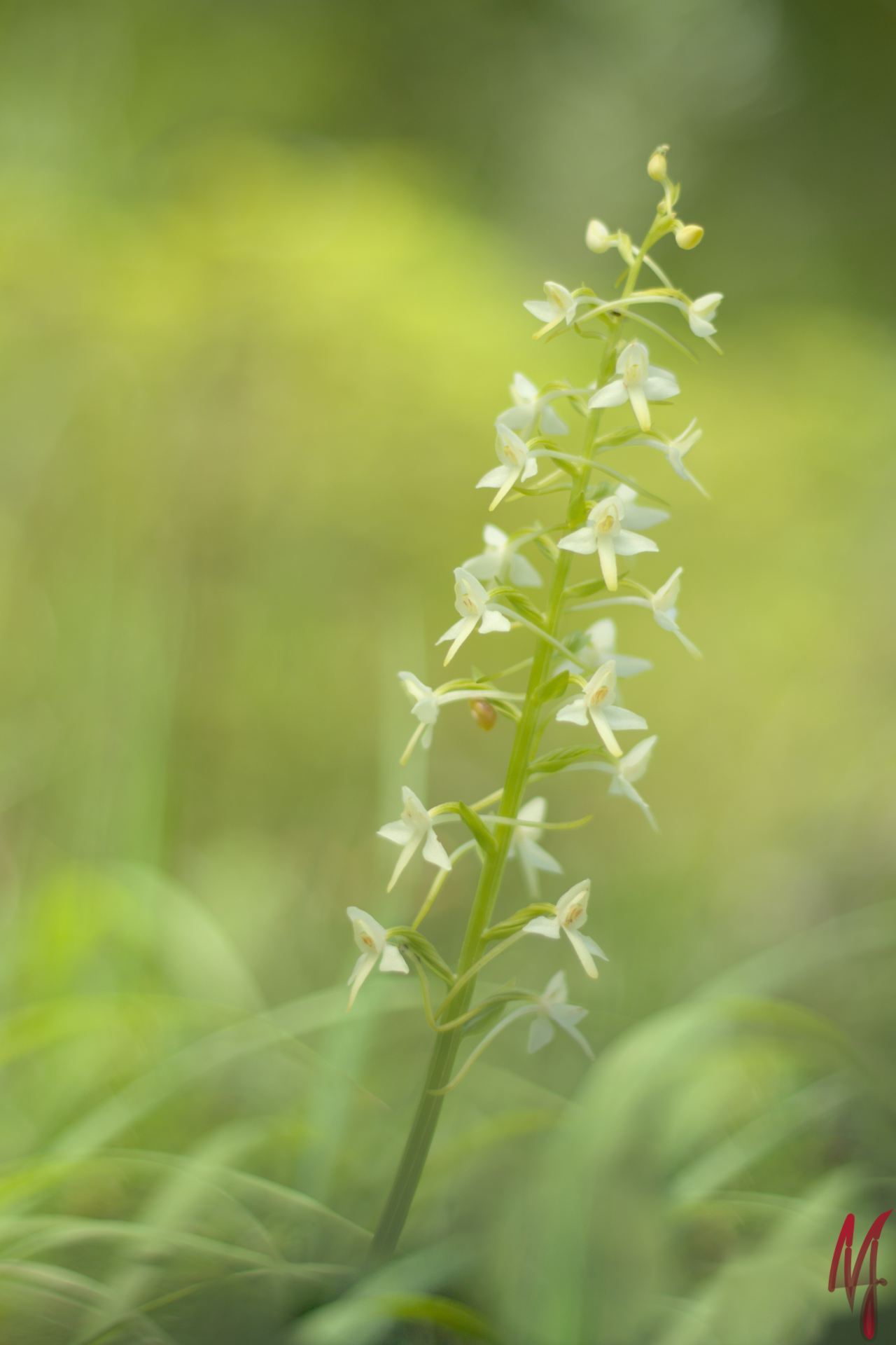 Zweiblättrige Waldhyazinthe