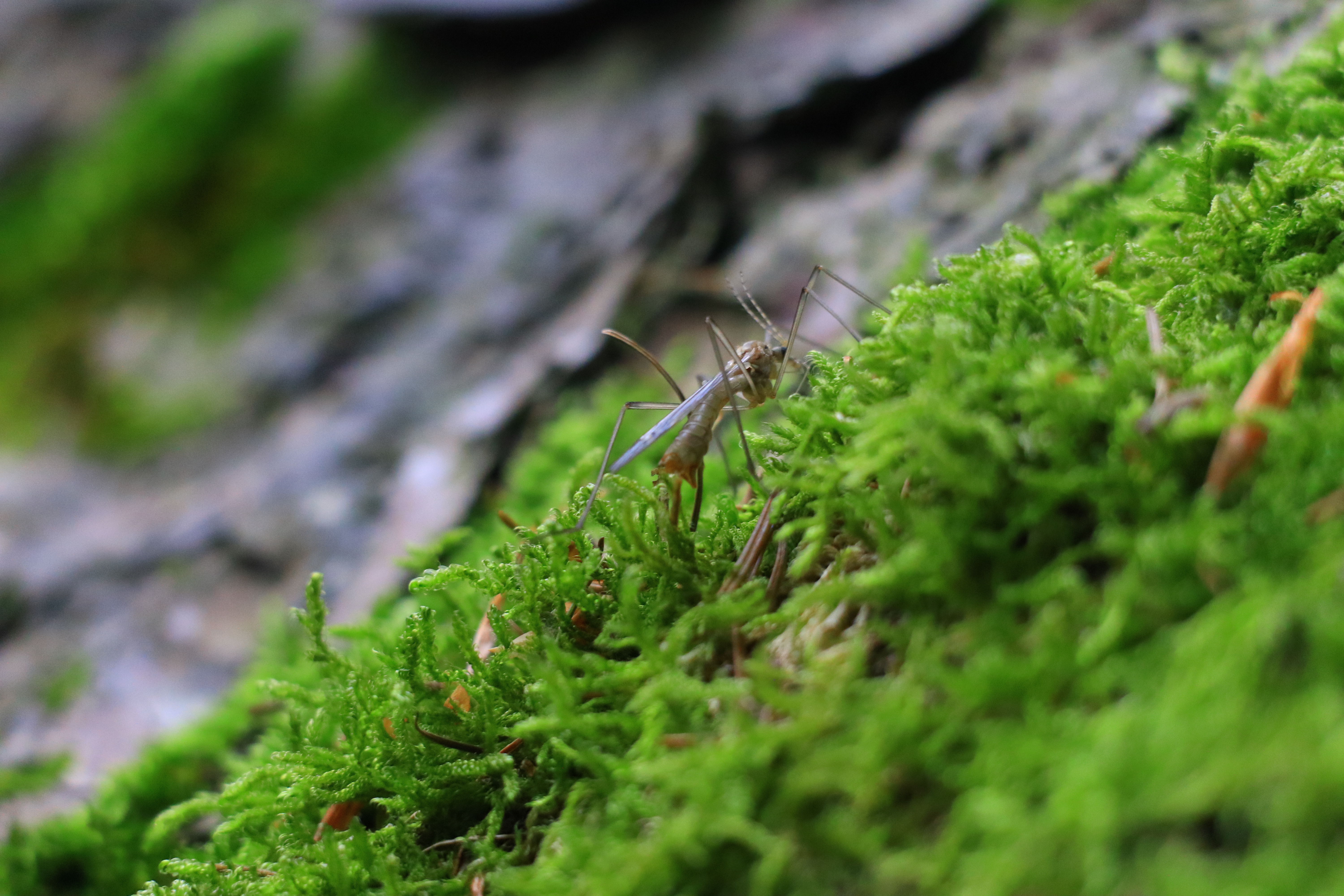 Natur