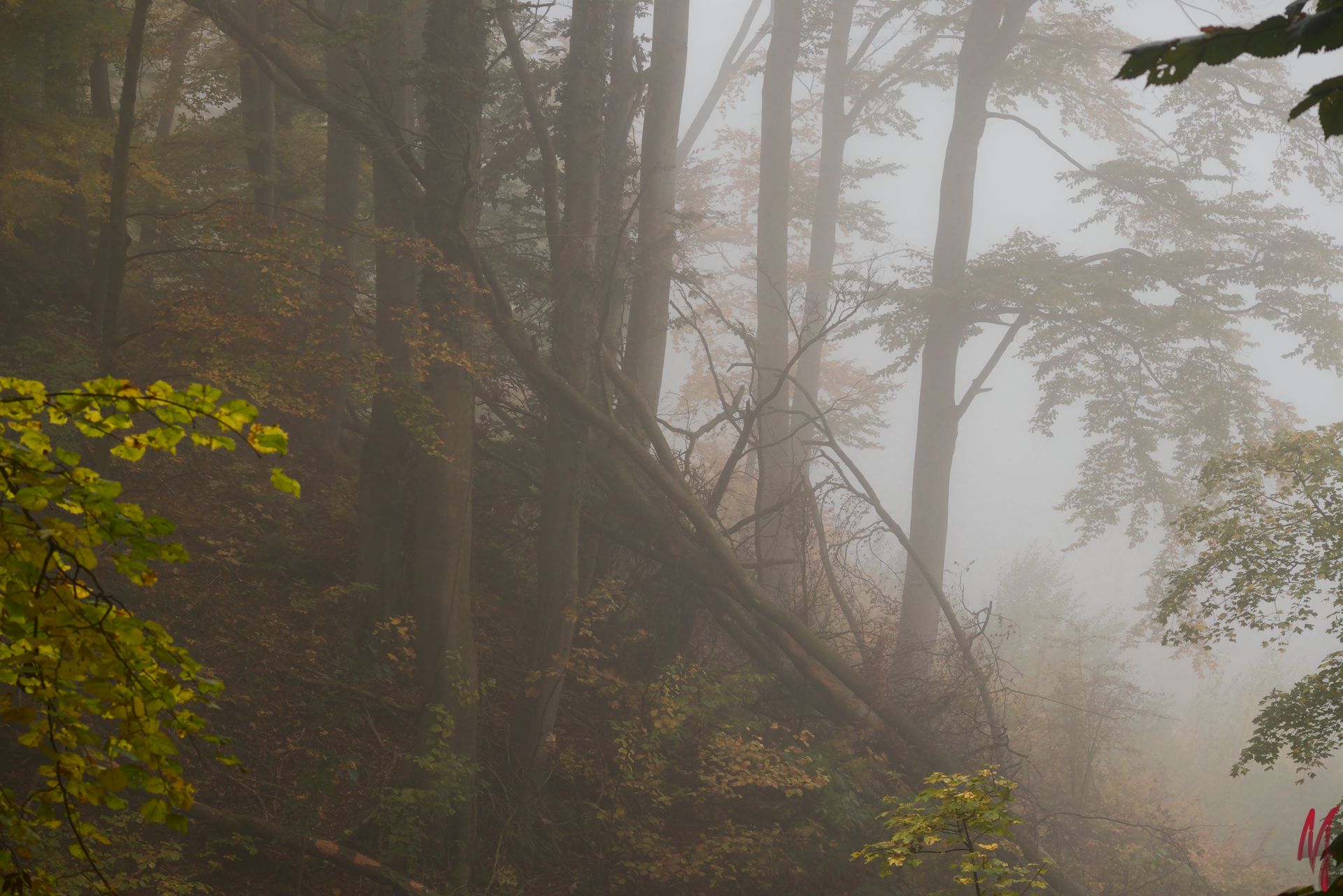 Umgefallener Baum im Wald