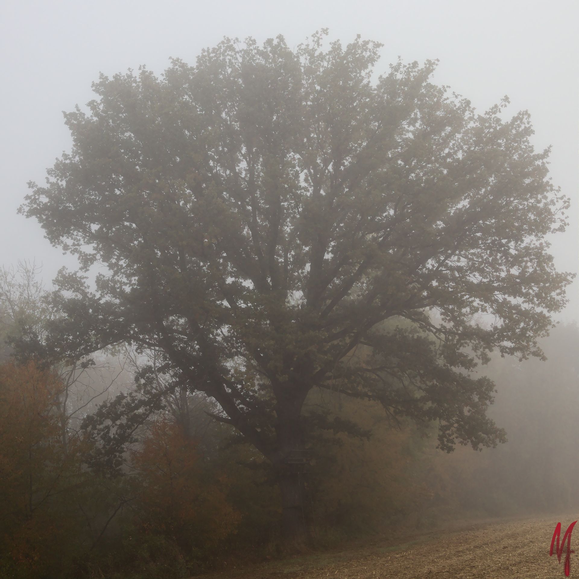 Baum im Wald