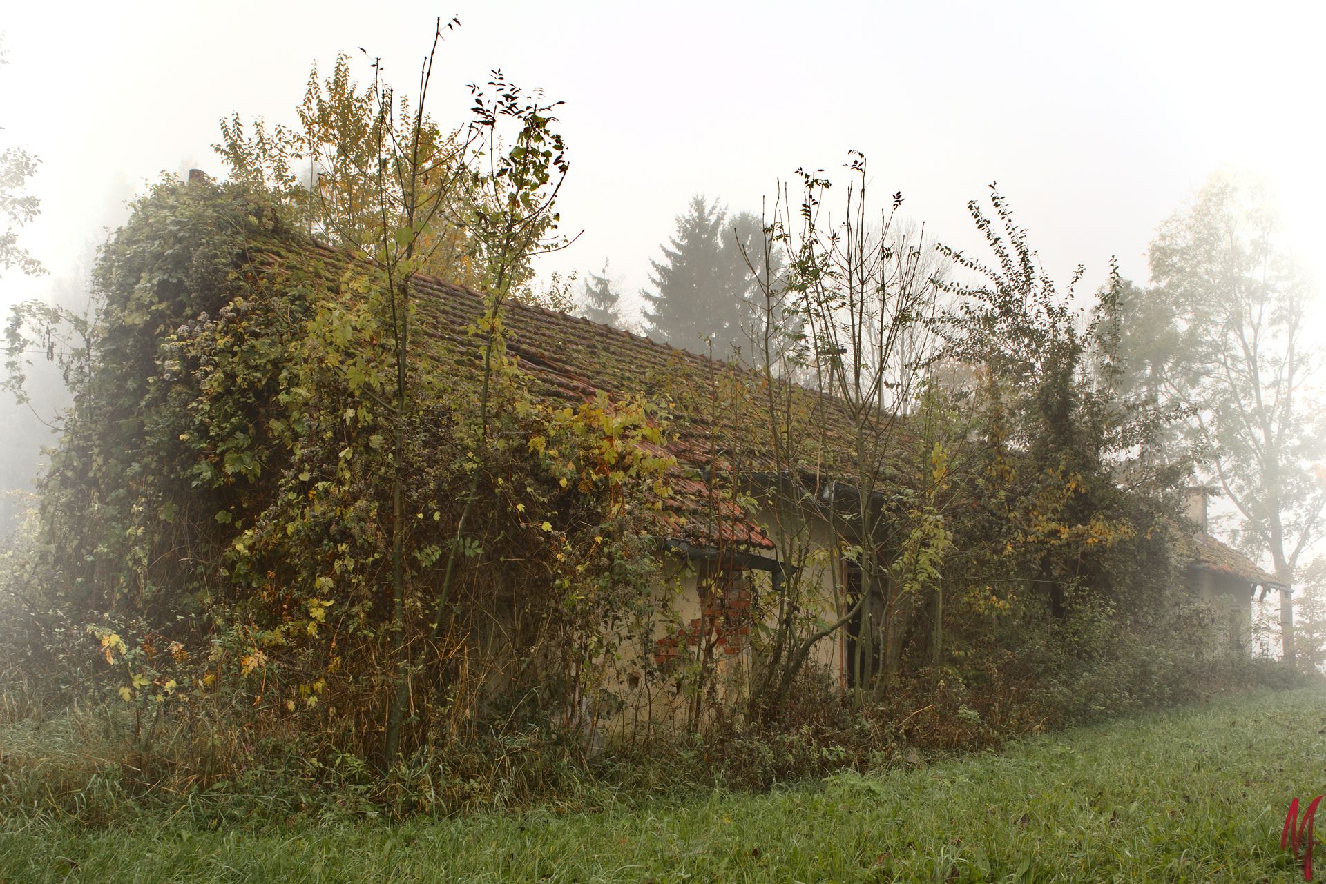 Ruine im Wald