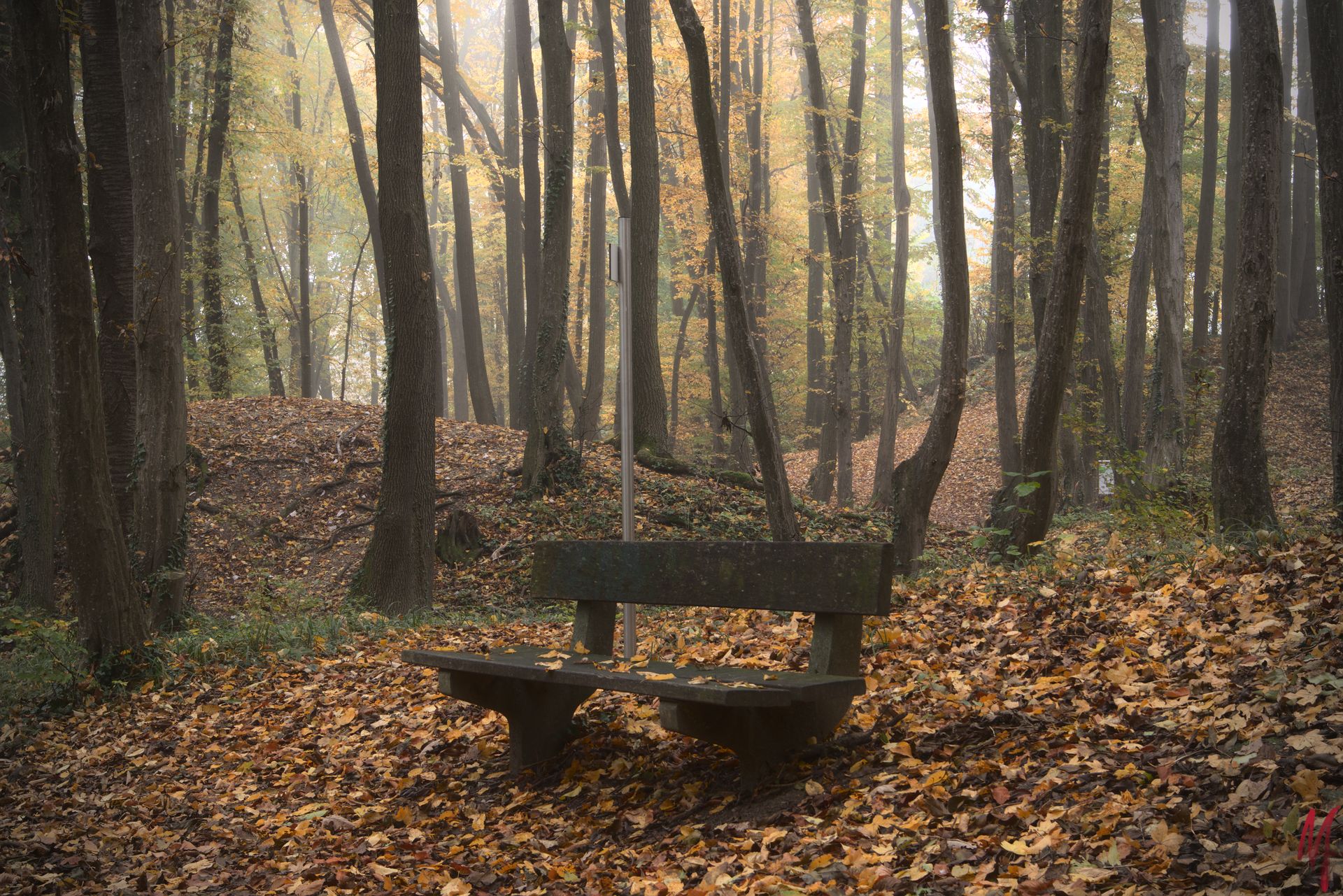 Bank im Wald